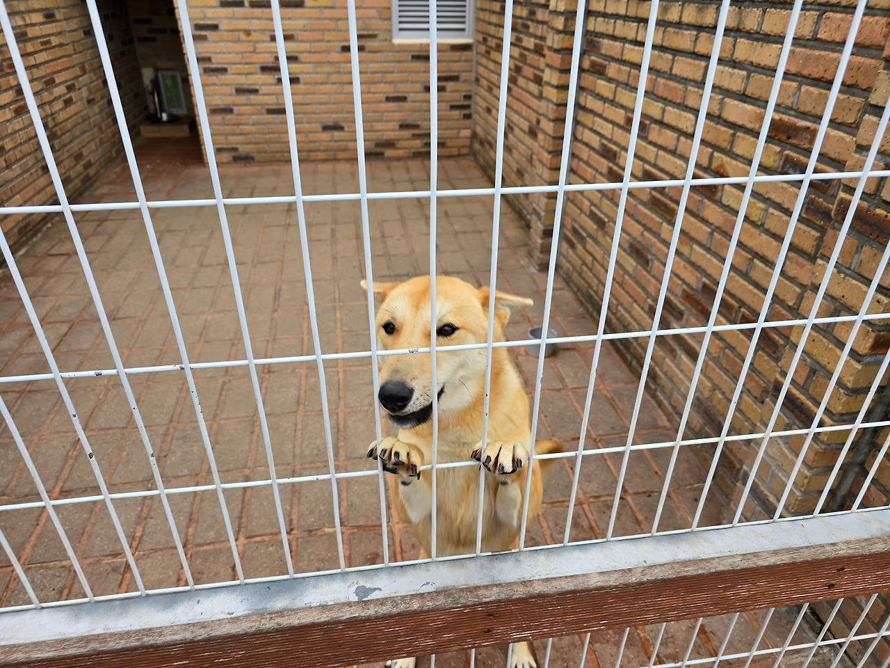 철창에 갖힌 진돗개.jpg
