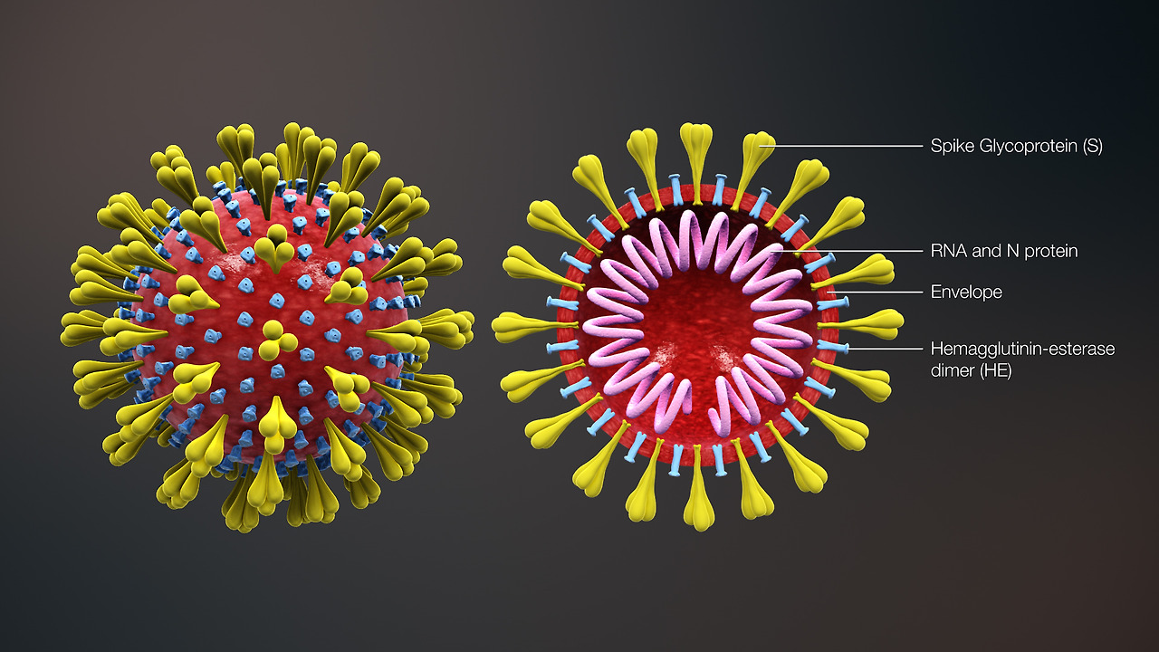 3D_medical_animation_corona_virus.jpg