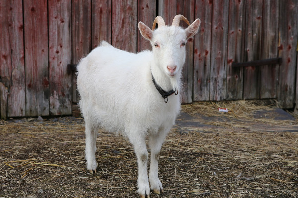 goat-4091504_1280.jpg