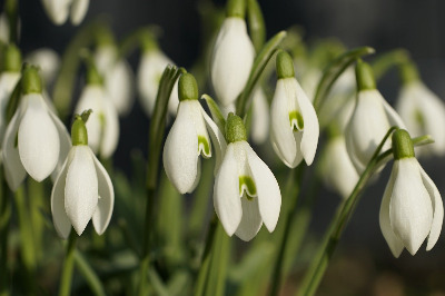 snow-drops-7835474_1280.jpg