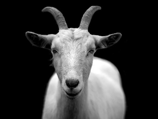 goat-50290_1280.jpg