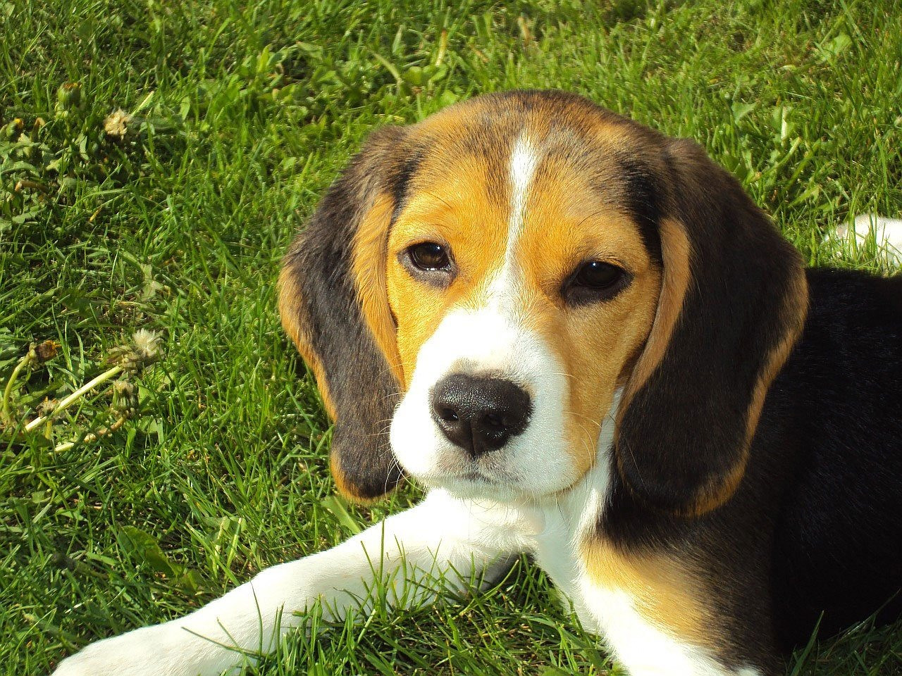 beagle-puppy-2681_1280.jpg