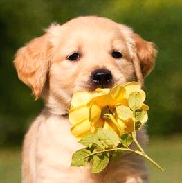 사본 -강아지 노란꽃.jpg