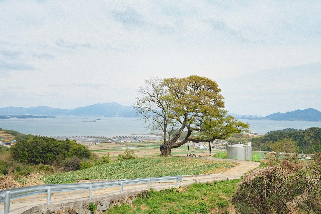 문의마을 보호수1.jpg