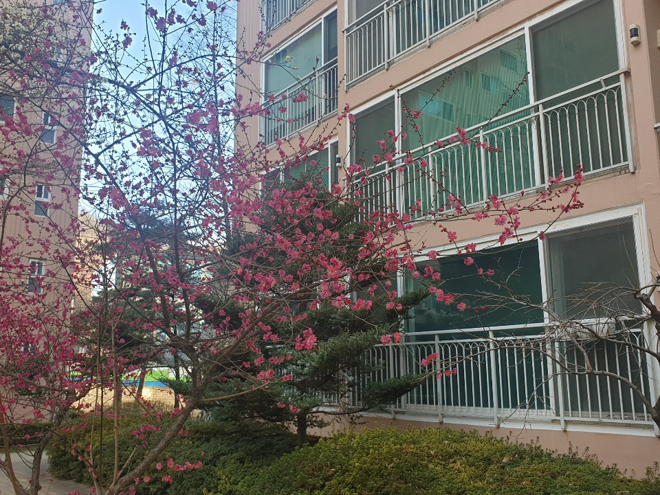 대구매화20200223.jpg
