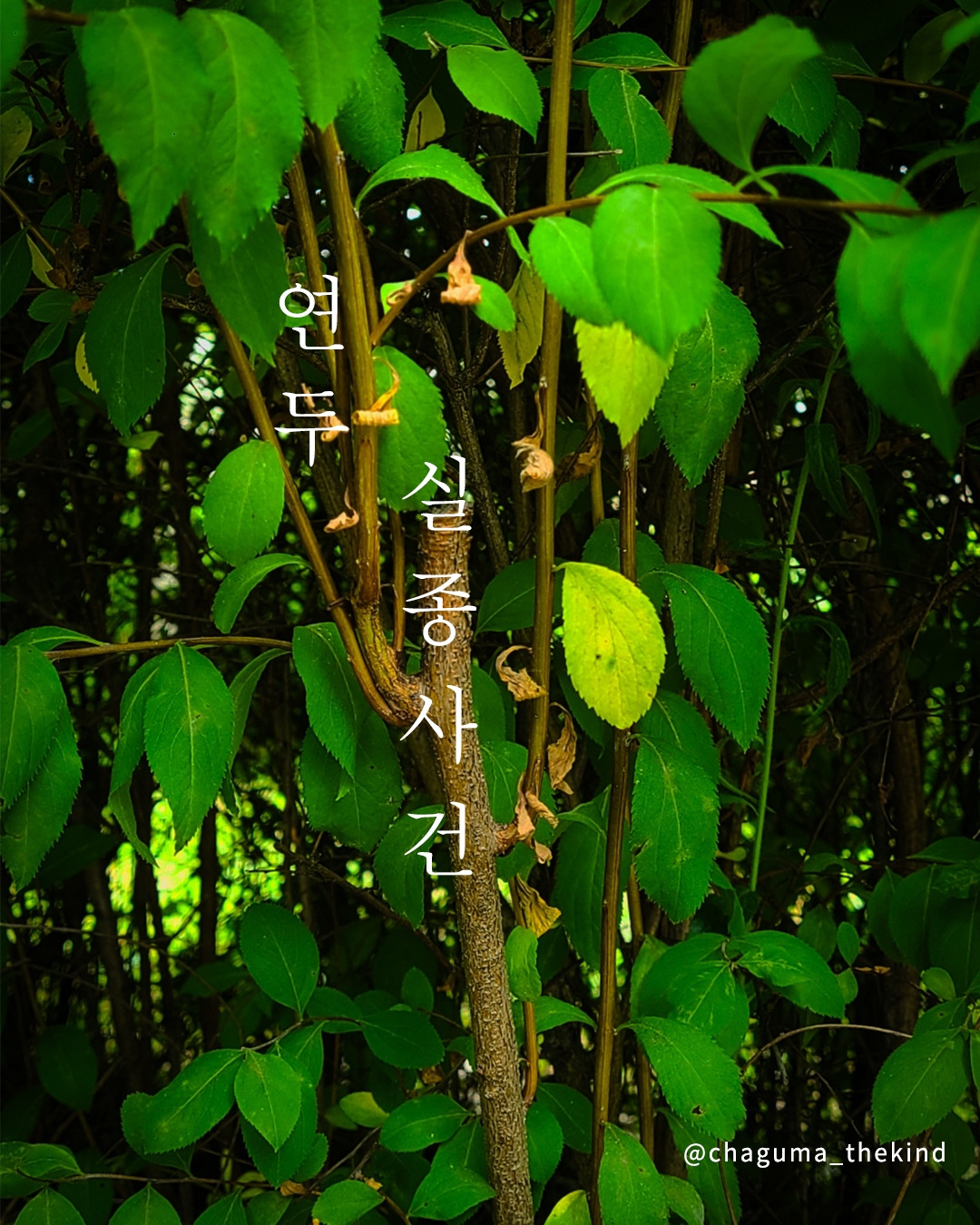 연두 실종사건.jpg