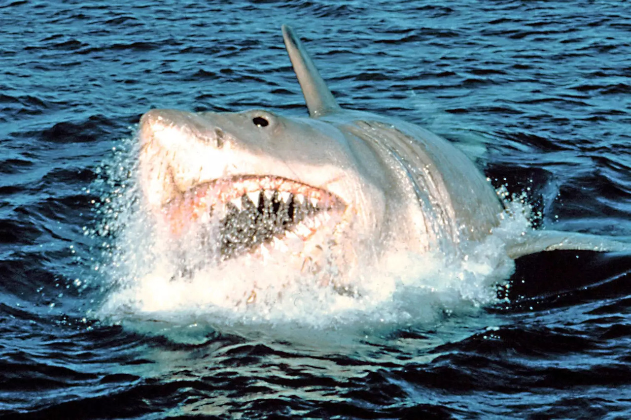 jaws-2000-fa5c3a61e59348639aaf96b23e7096c9.jpg