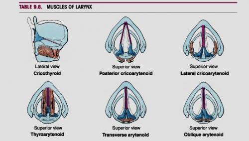 90-larynx-muscles.jpg