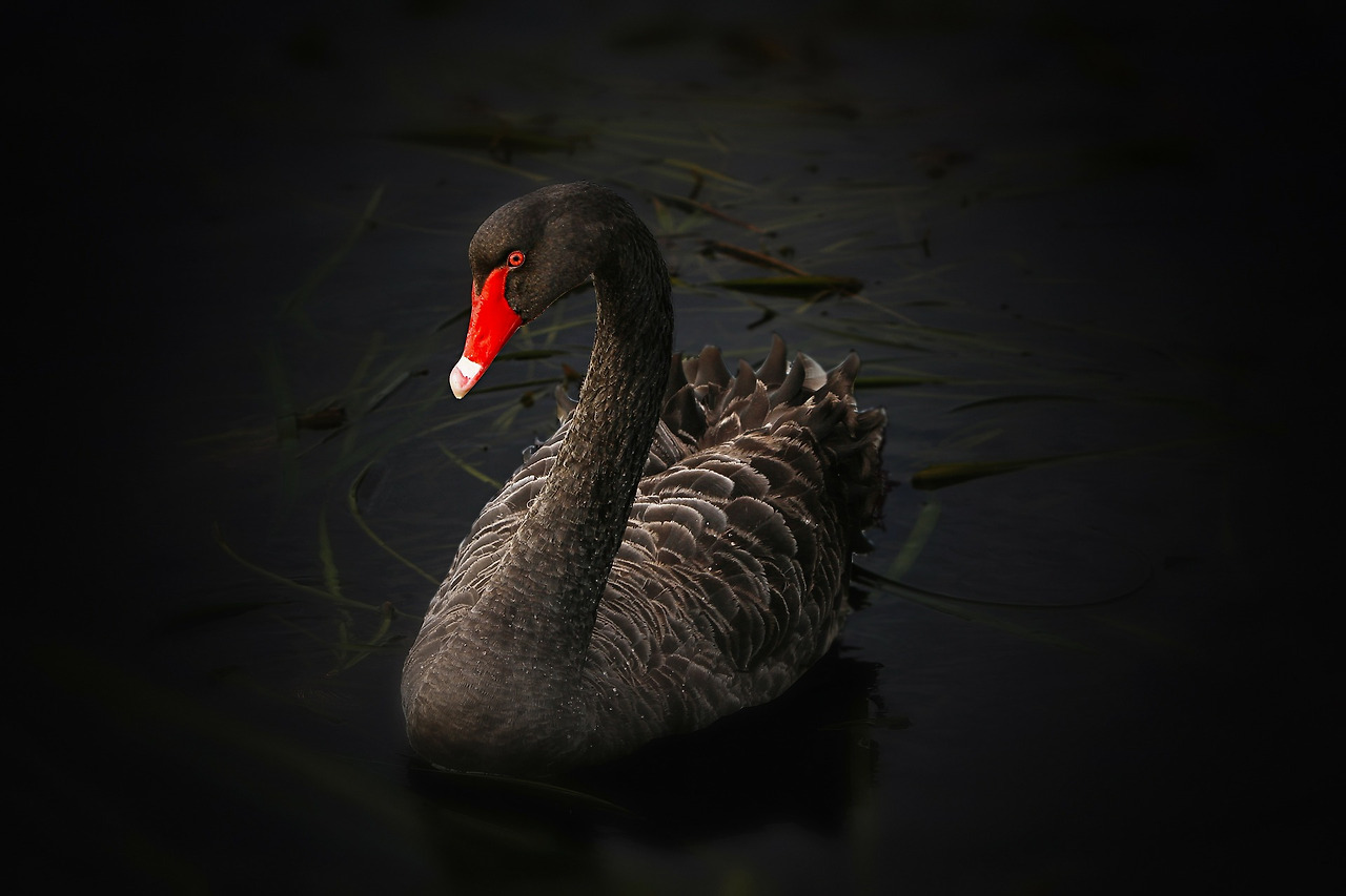 black swan.jpg