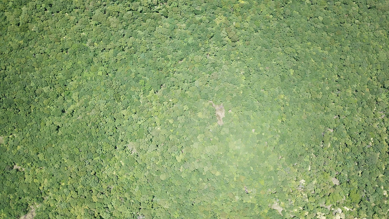 드론으로 본 한라산의 숲.jpg