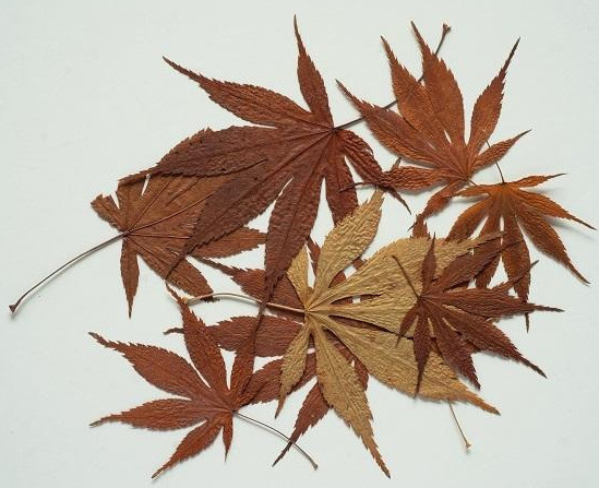 DSC07948 - 복사본.jpg