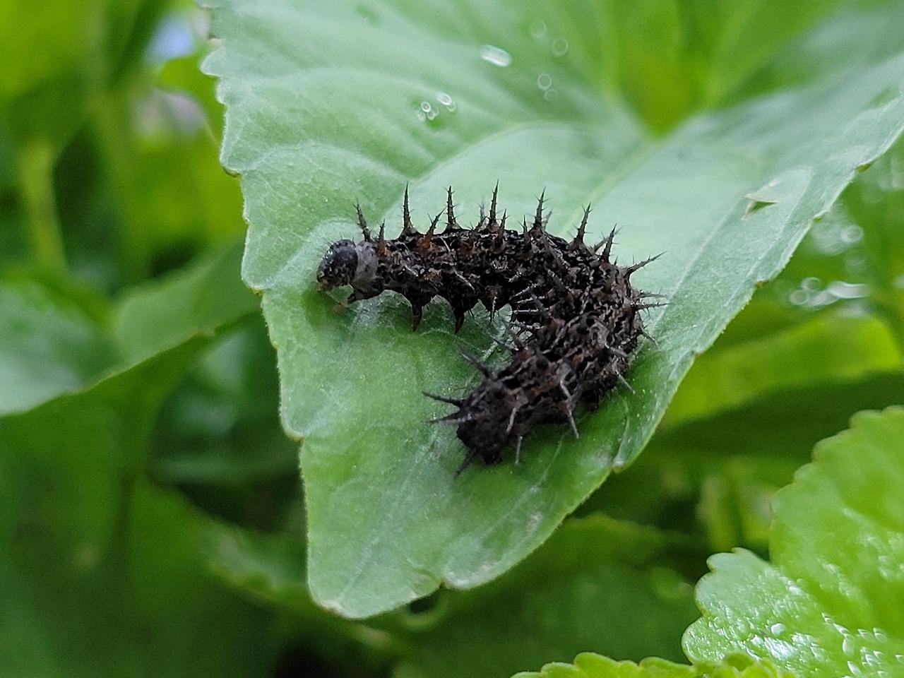 6화 은점표범2.jpg