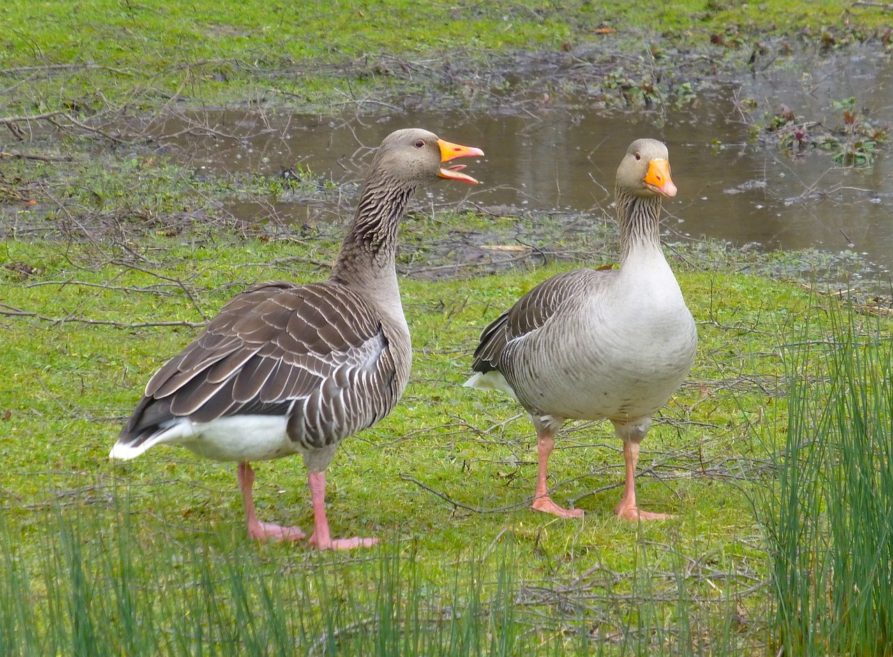 goose-3858934_1280.jpg