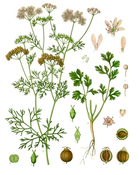 Coriandrum_sativum_-_K%C3%B6hler%E2%80%93s_Medizinal-Pflanzen-193.jpg