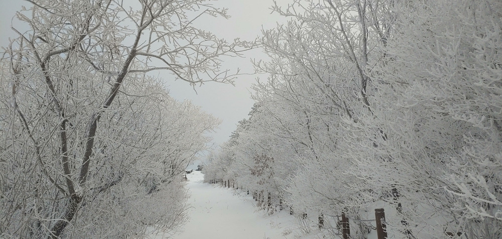 노고단고개 가는길.jpg