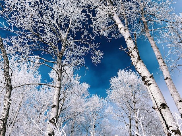 Photo by Juliana Marx on Unsplash.jpg