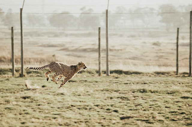 cheetah-2560006_640.jpg