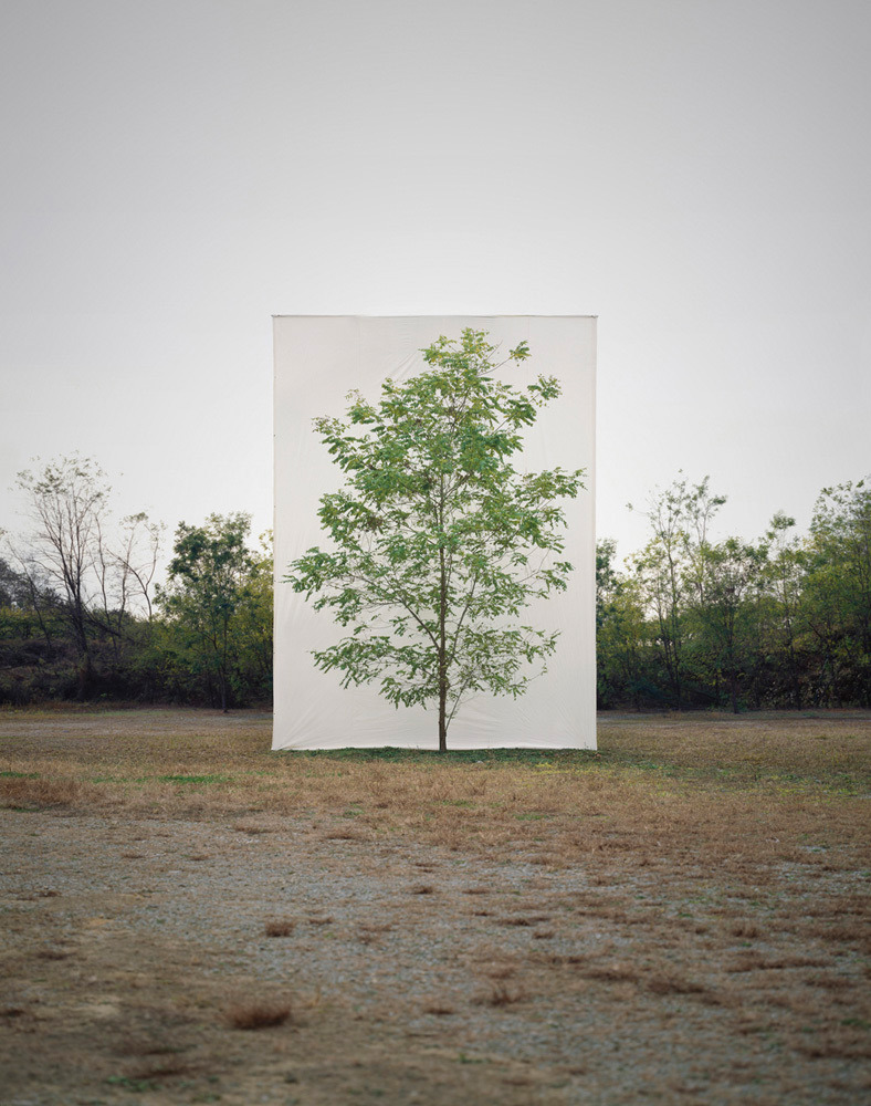 myoung_ho_lee-tree_9-11.jpg
