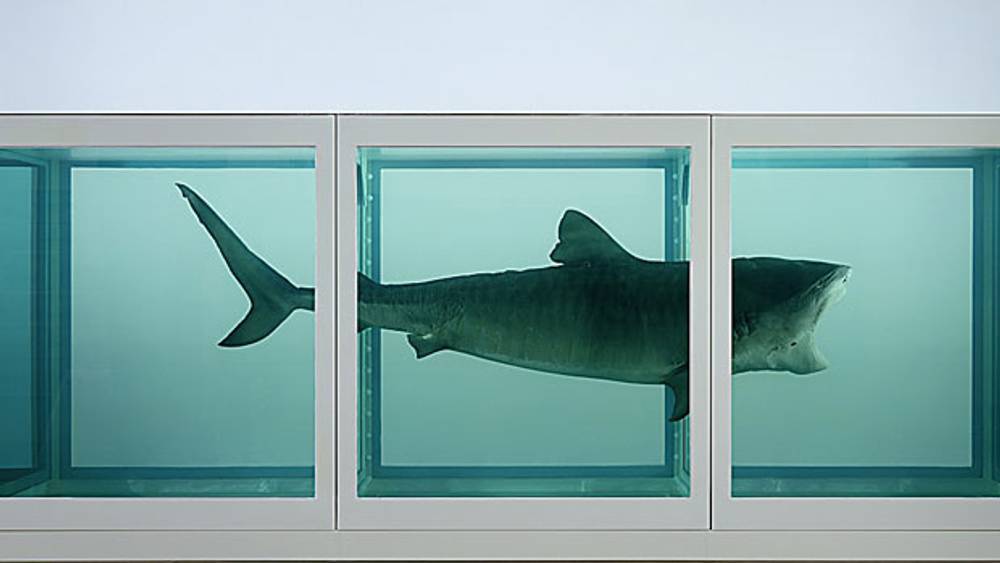 shark-hirst.jpg