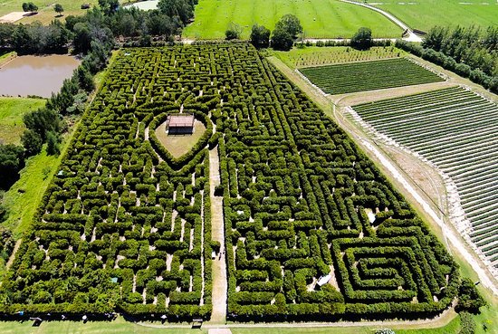 the-hedge-maze-has-over.jpg