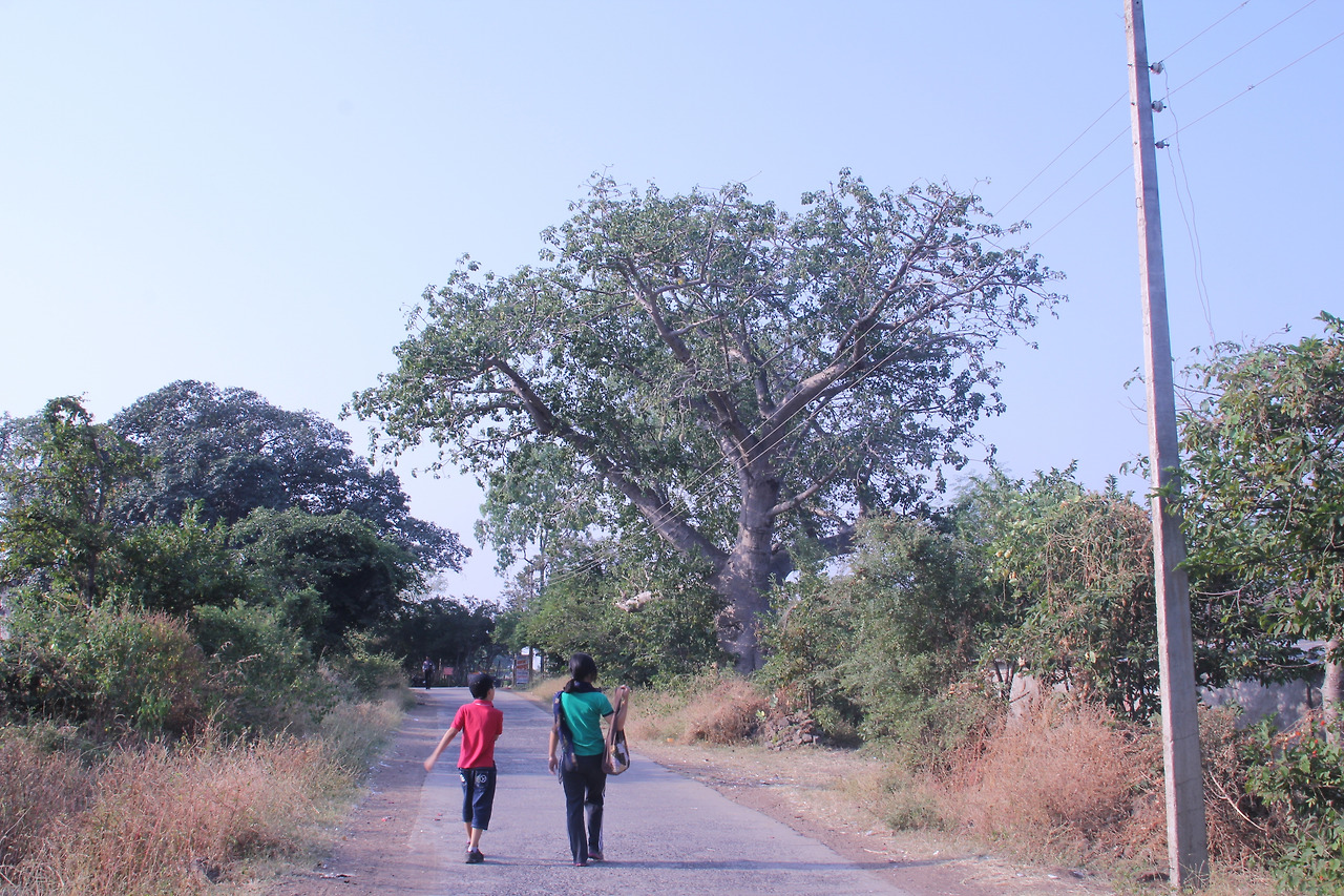 길 어디를 가도 바오밥나무.jpg