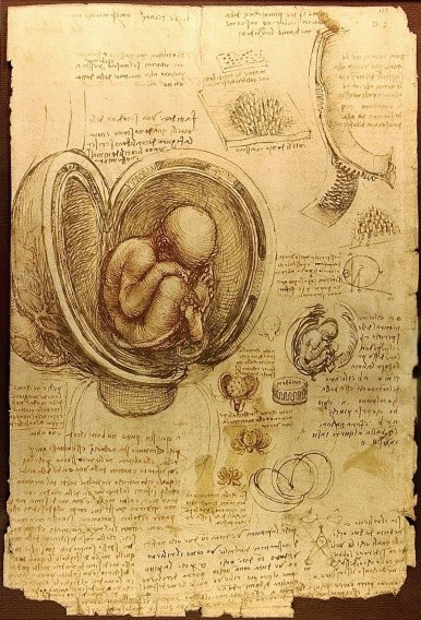 HumanEmbryoWikipedia.jpg
