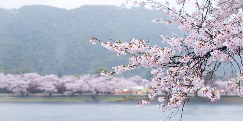 yamaguchi-kintaikyo-cherry-blossoms-141914.jpg