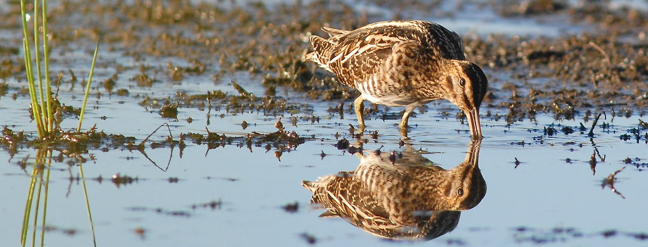 feeding_snipe_-_hero.jpg