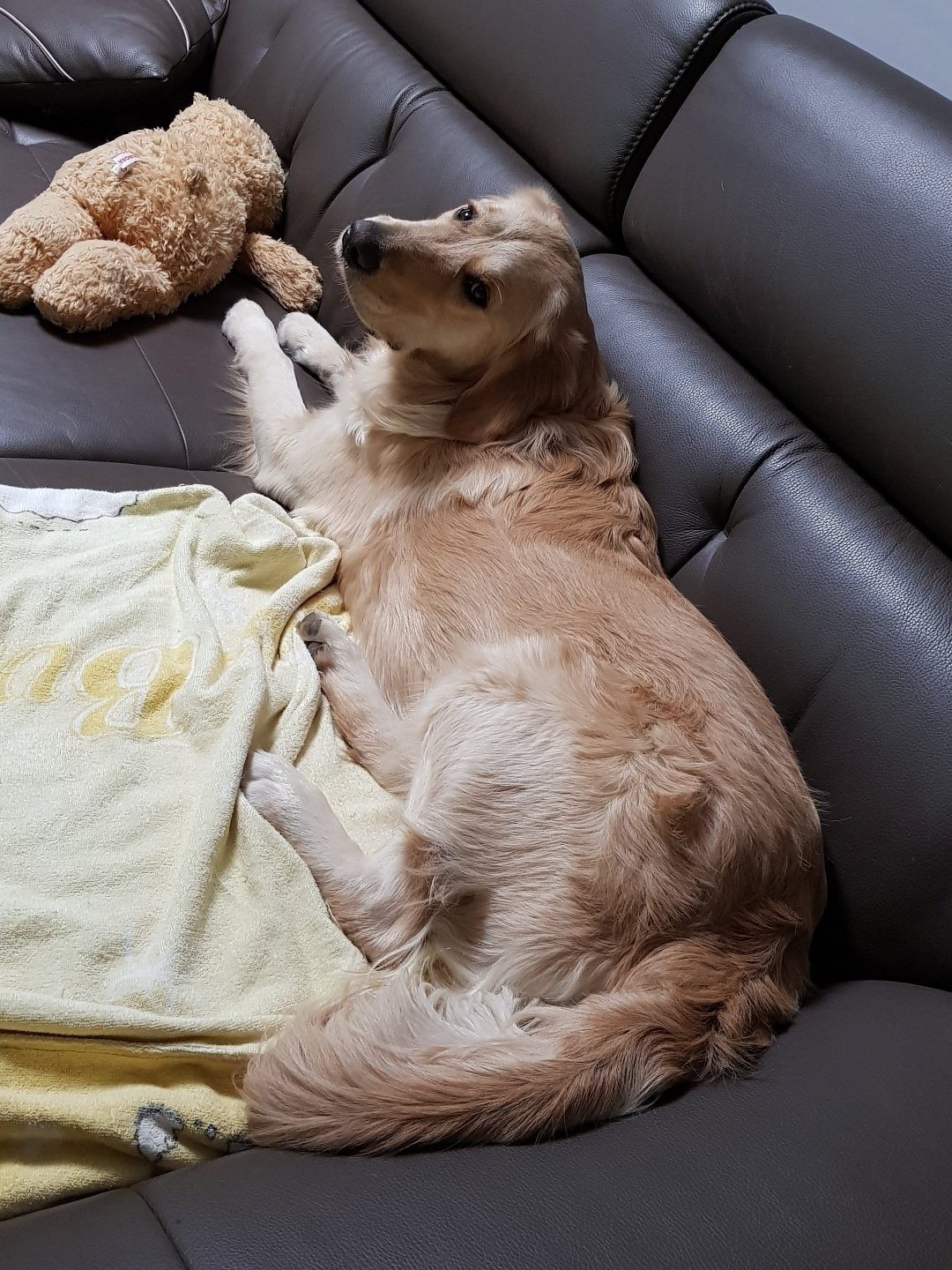 브런치 하니 방구.jpg