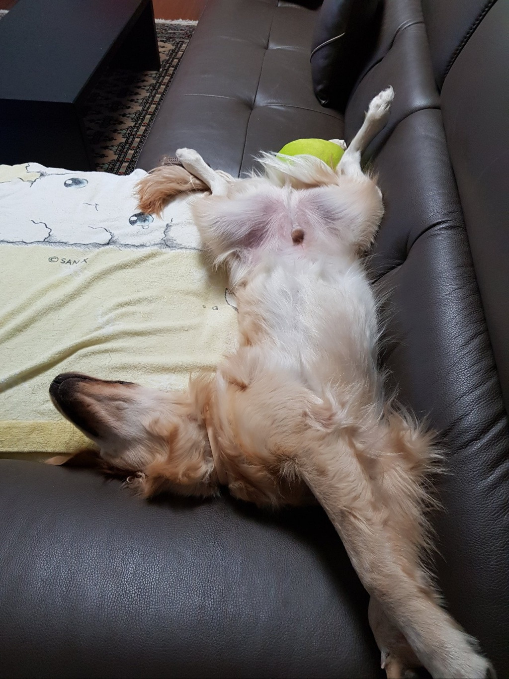 브런치 하니 잠자기.jpg