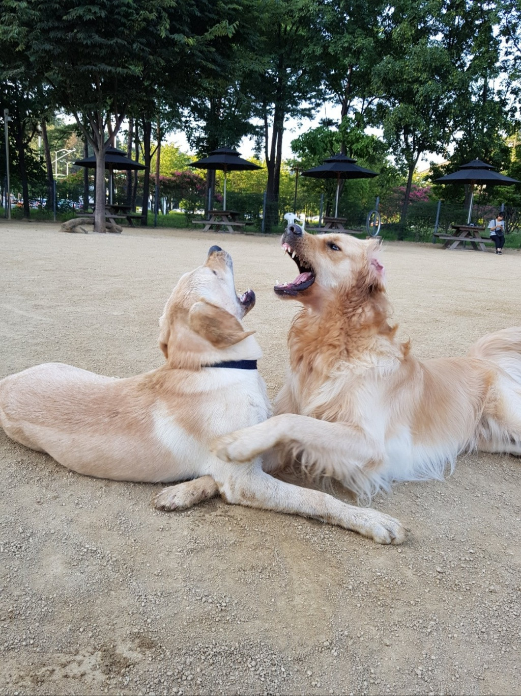 브런치 하니 입자랑.jpg