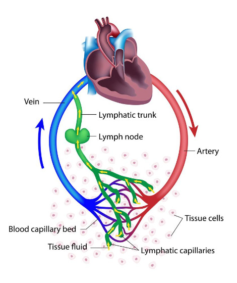 Fluid-exchange-between-the-circulatory-and-the-lymphatic-systems.-Illustration-Alila-Medical-MediaS.jpg