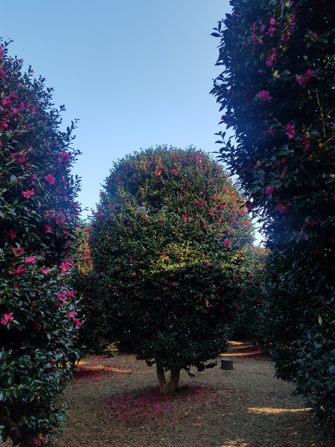 KakaoTalk_20200111_155101441_02 (1).jpg