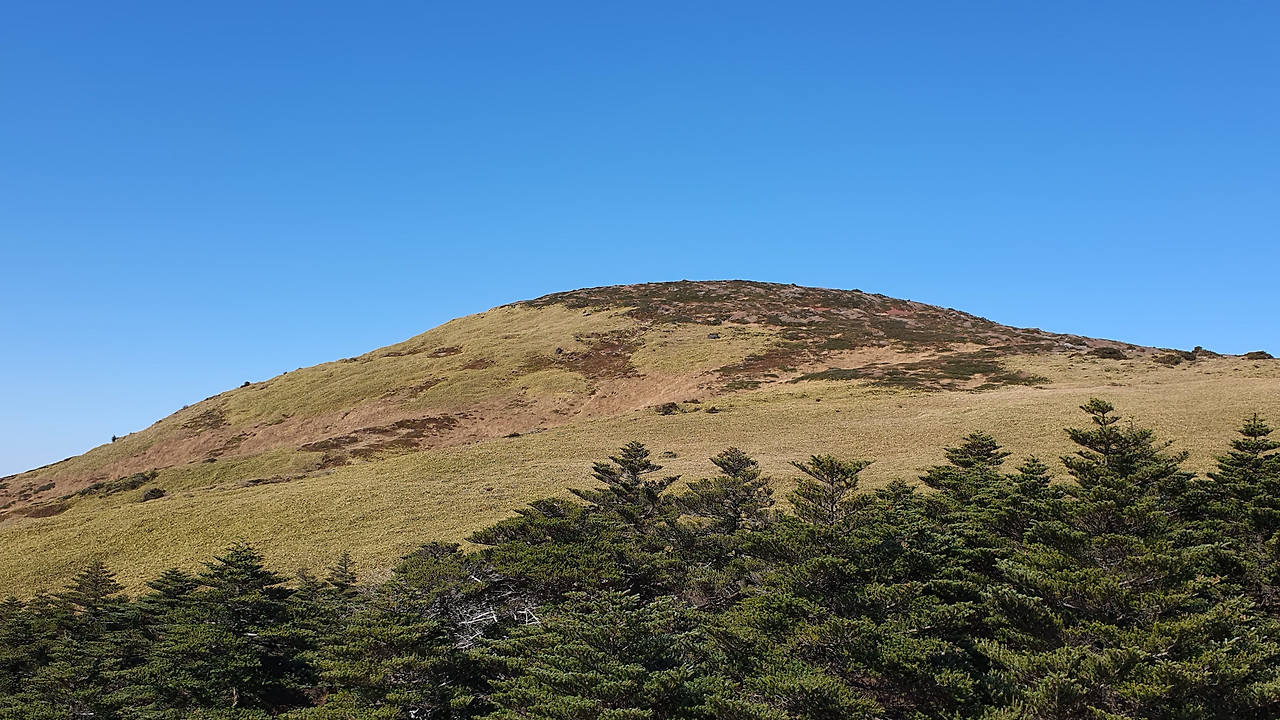 구상나무와 능선.jpg