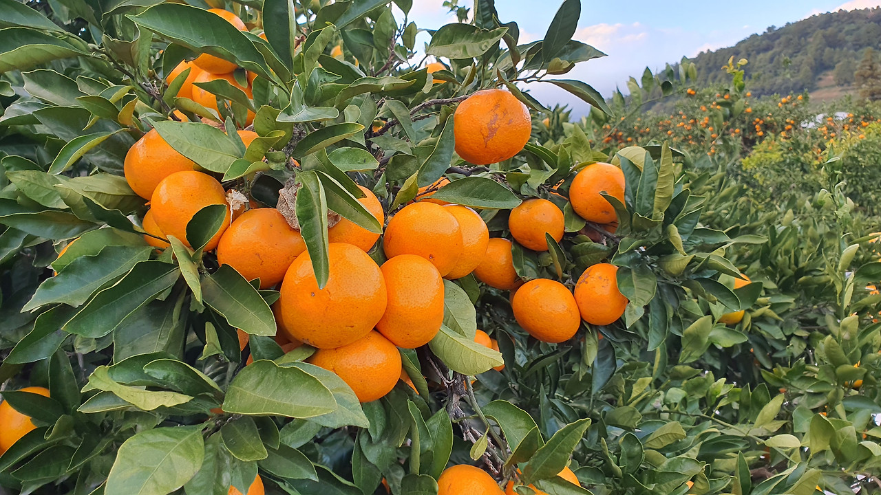 귤밭1.jpg