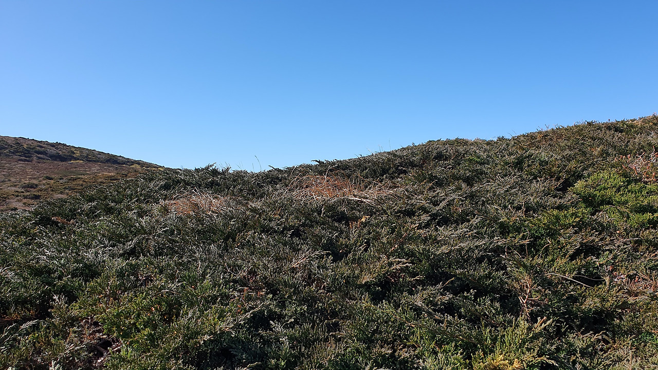 구상나무 능선.jpg