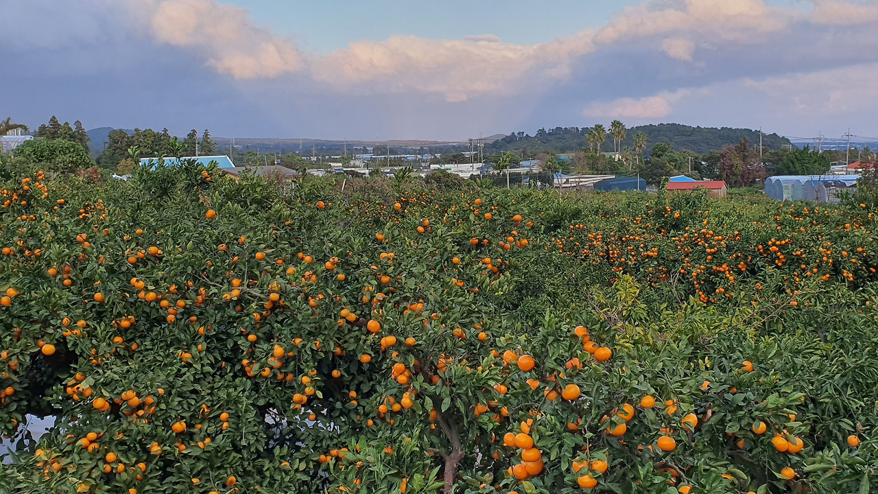 귤밭2.jpg