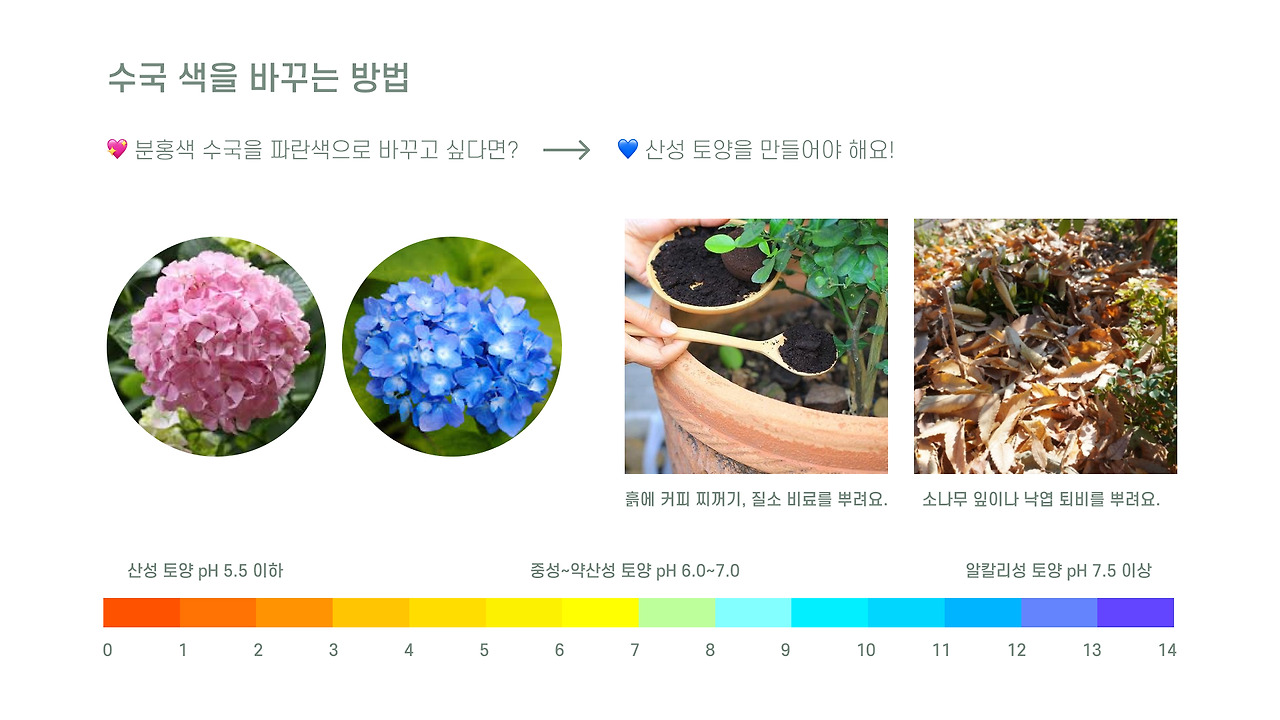 춘분 수국 심고 식물 포스터 만들기 9.jpg