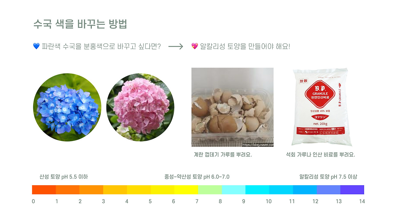 춘분 수국 심고 식물 포스터 만들기 10.jpg