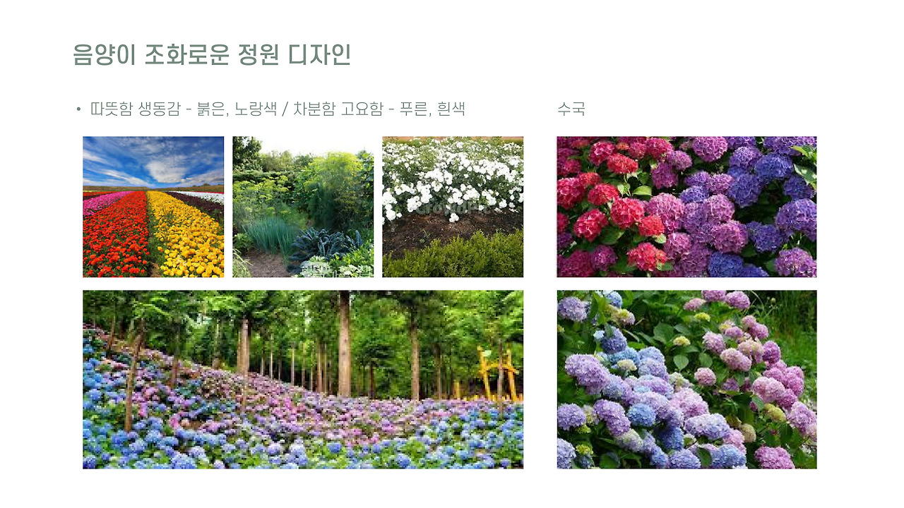 춘분 수국 심고 식물 포스터 만들기 7.jpg