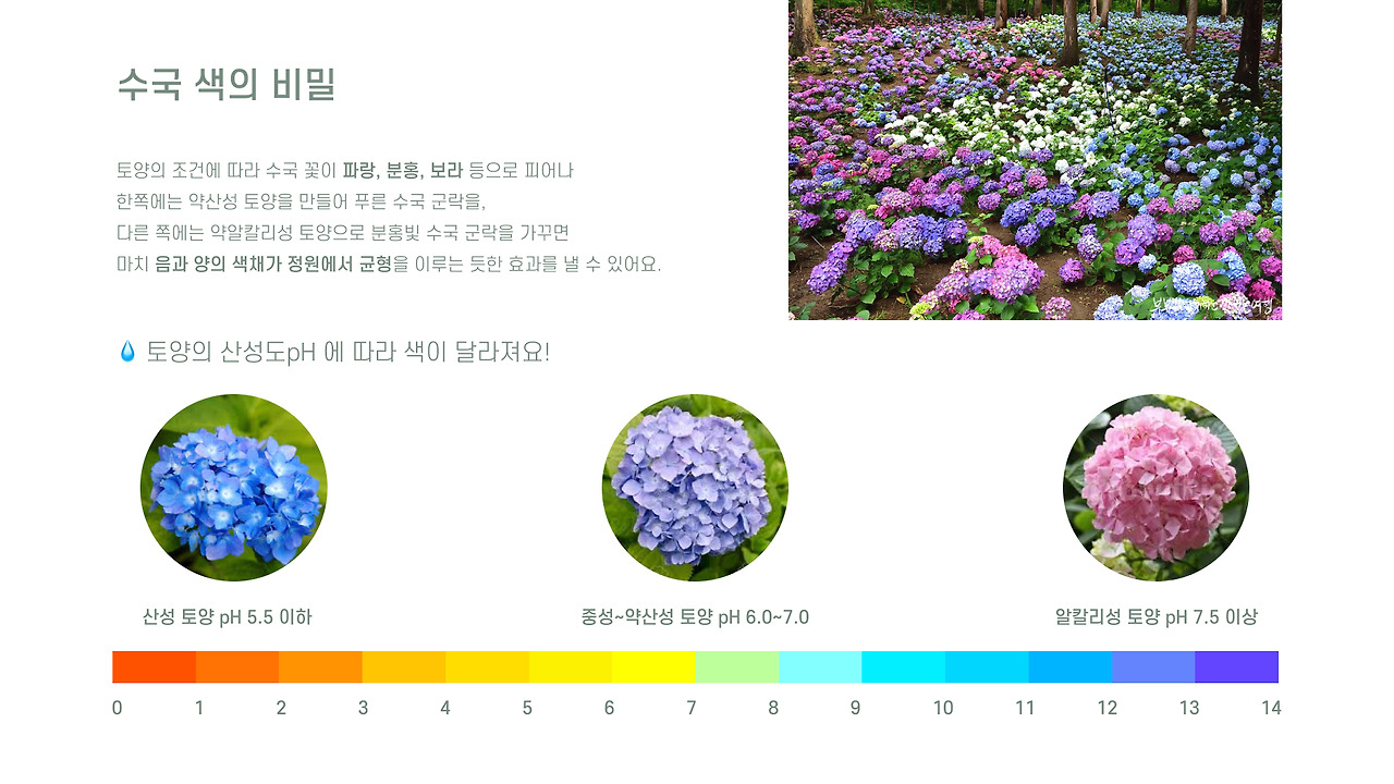 춘분 수국 심고 식물 포스터 만들기 8.jpg
