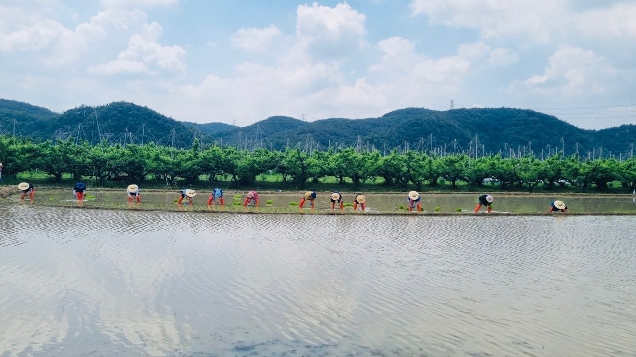 모내기하는 모습.jpg