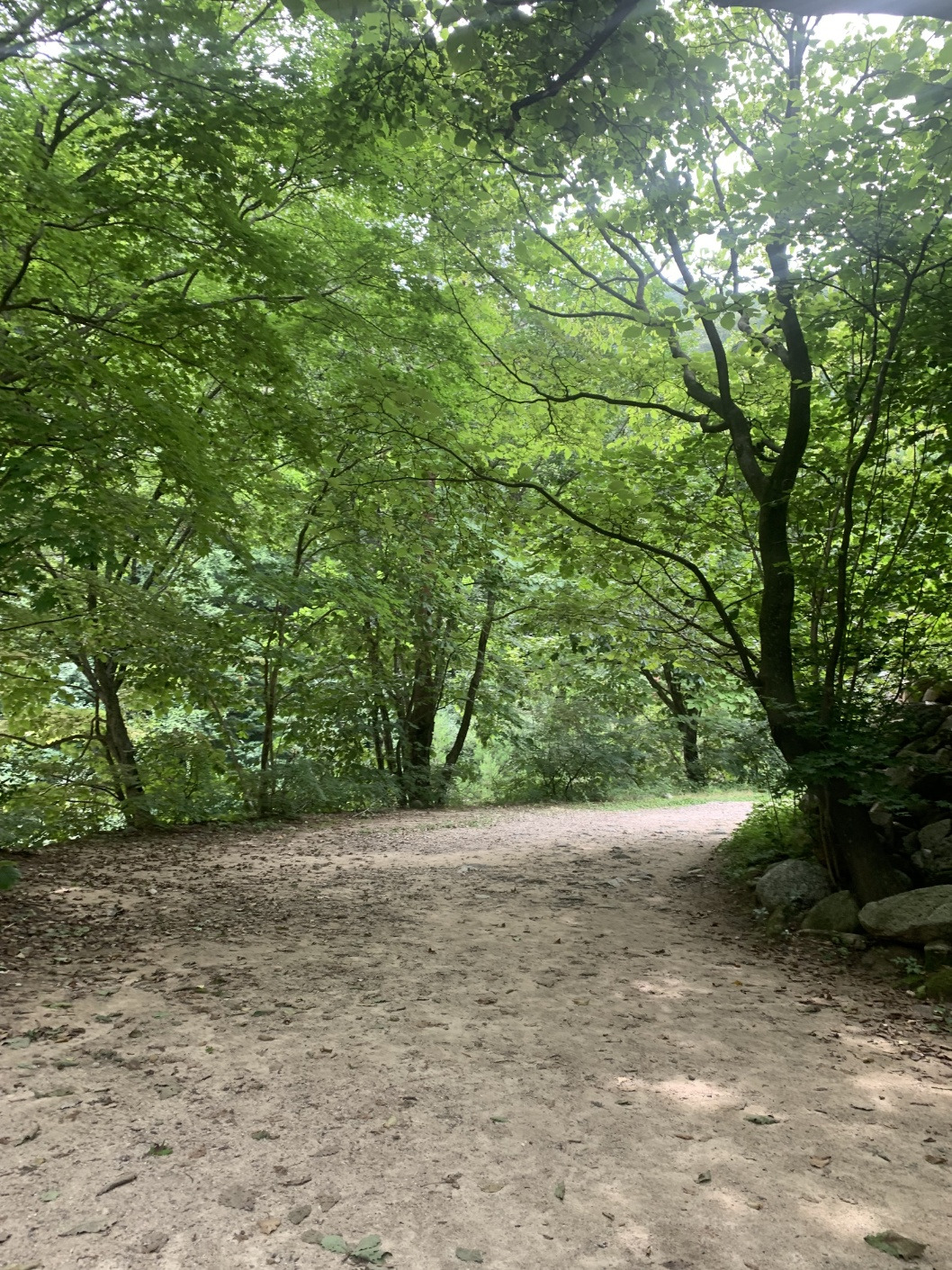 숲길7.jpg