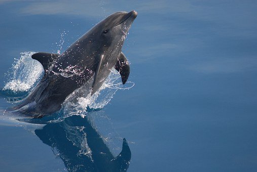 bottlenose-dolphin-79840__340.jpg