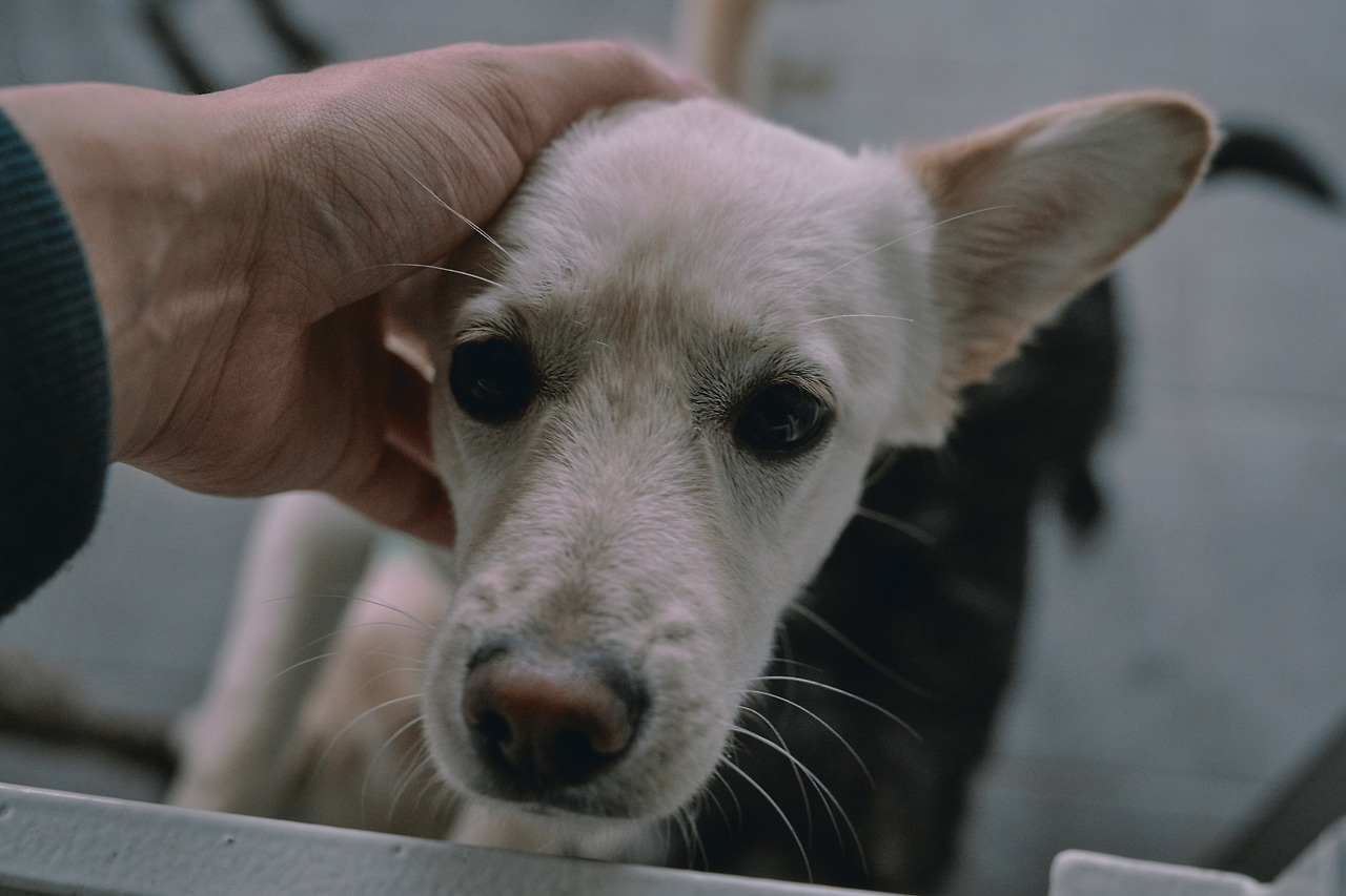 유기동물보호센터 전송 21.jpg