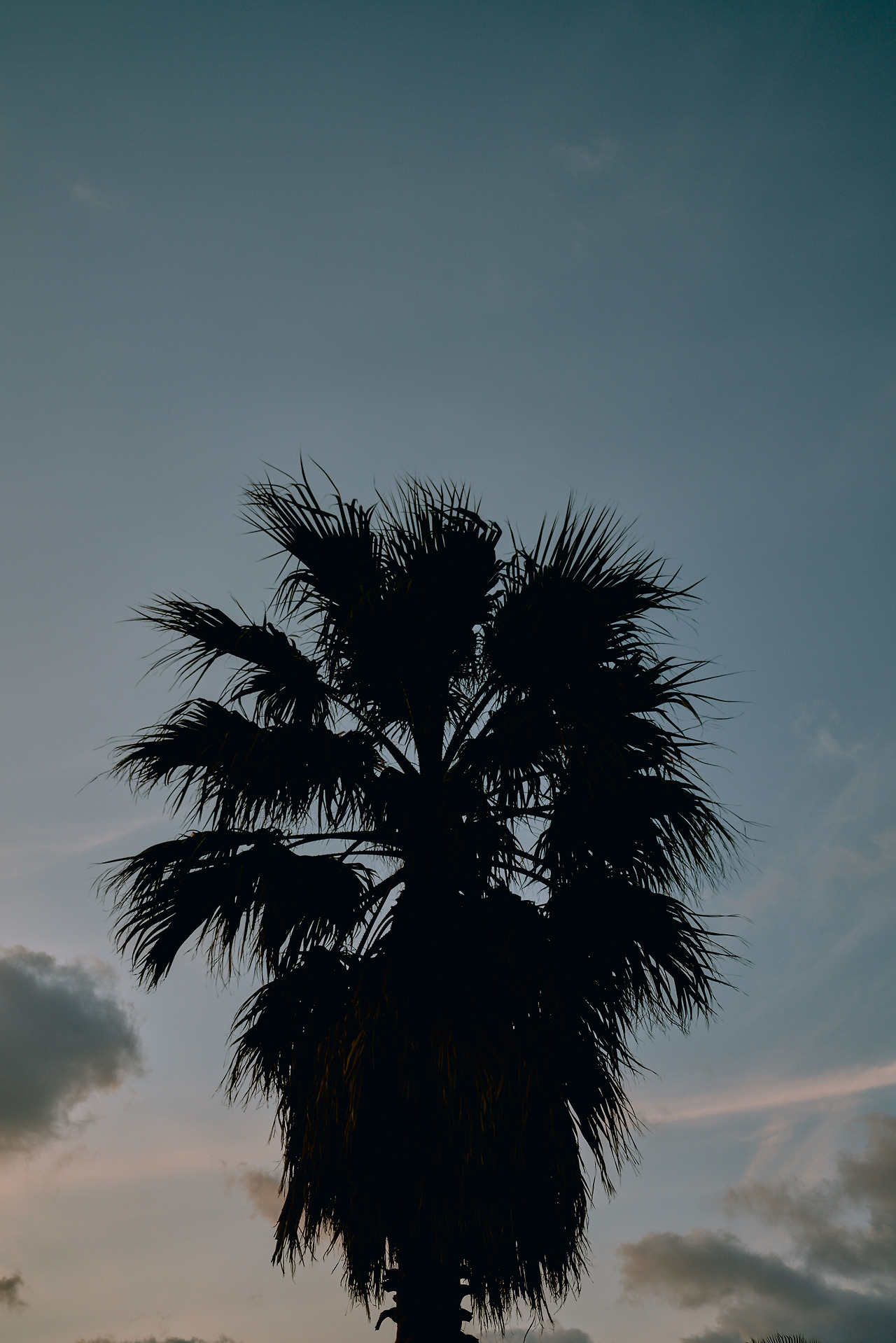 공항, 야자수 8.jpg