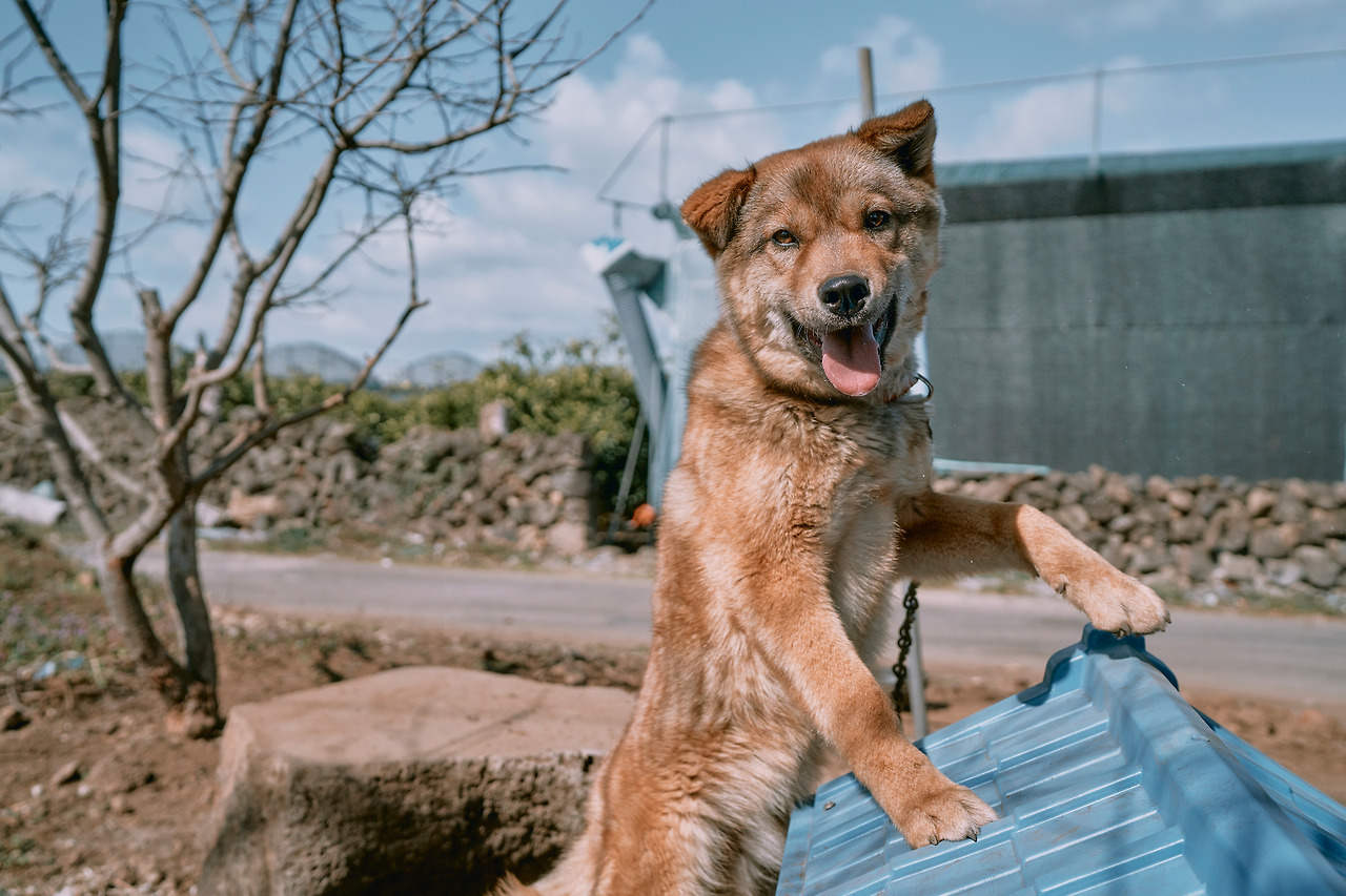 돌담, 강아지.jpg