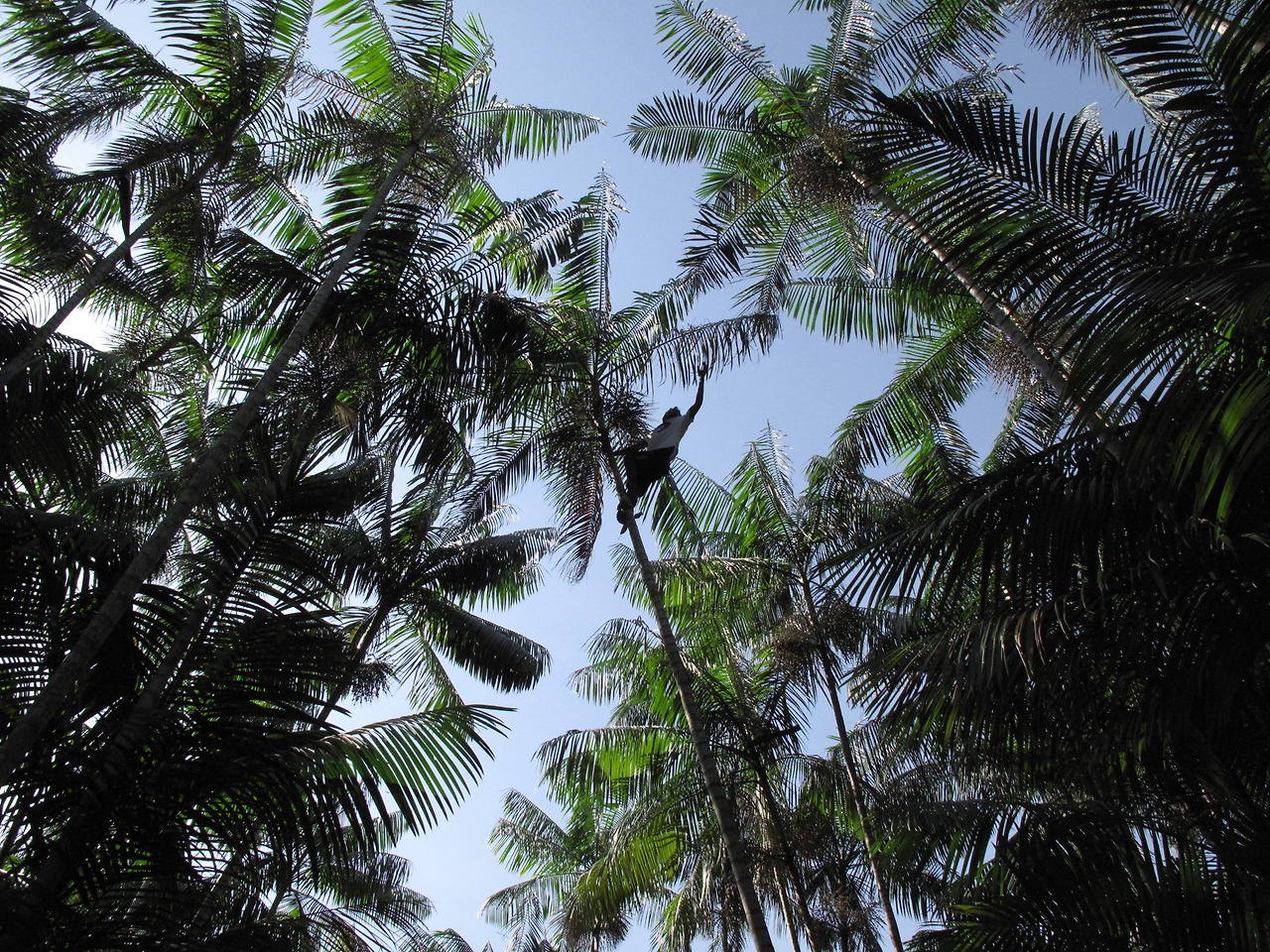 아싸이 채집.jpg