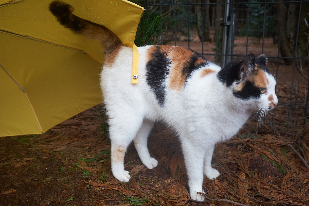 DSCF84933 04 2021593.jpg