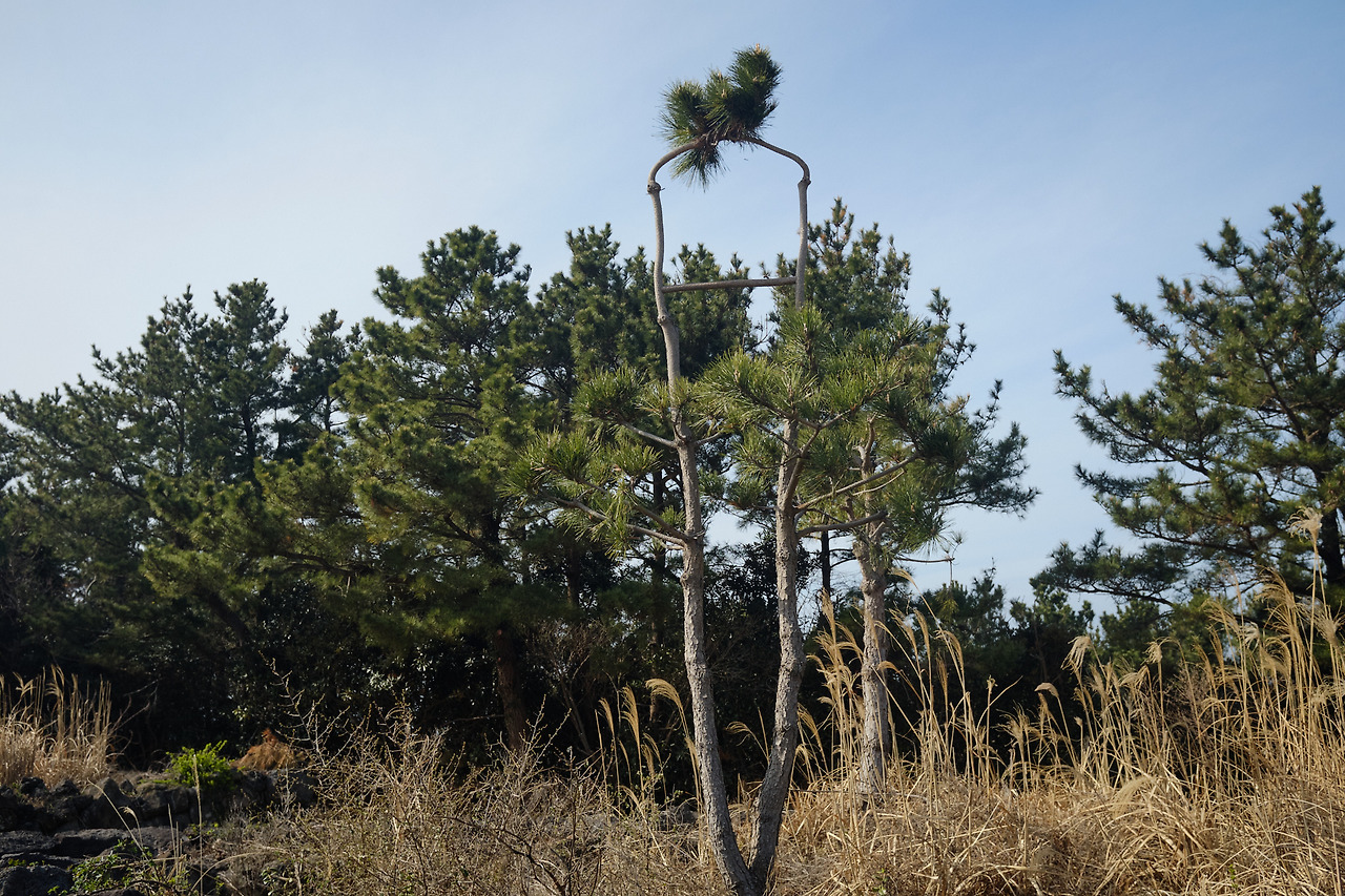 DSCF89353 05 2021778.jpg